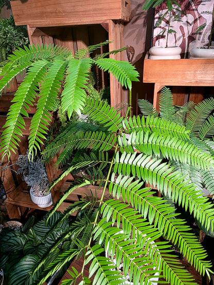 Cojoba arborea 小豆樹