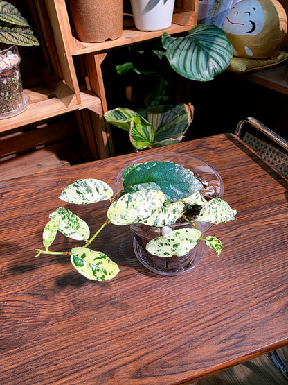 Ficus punctata variegated 馬賽克榕