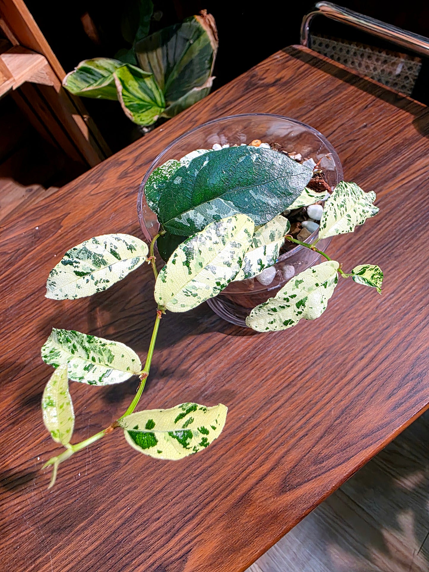 Ficus punctata variegated 馬賽克榕