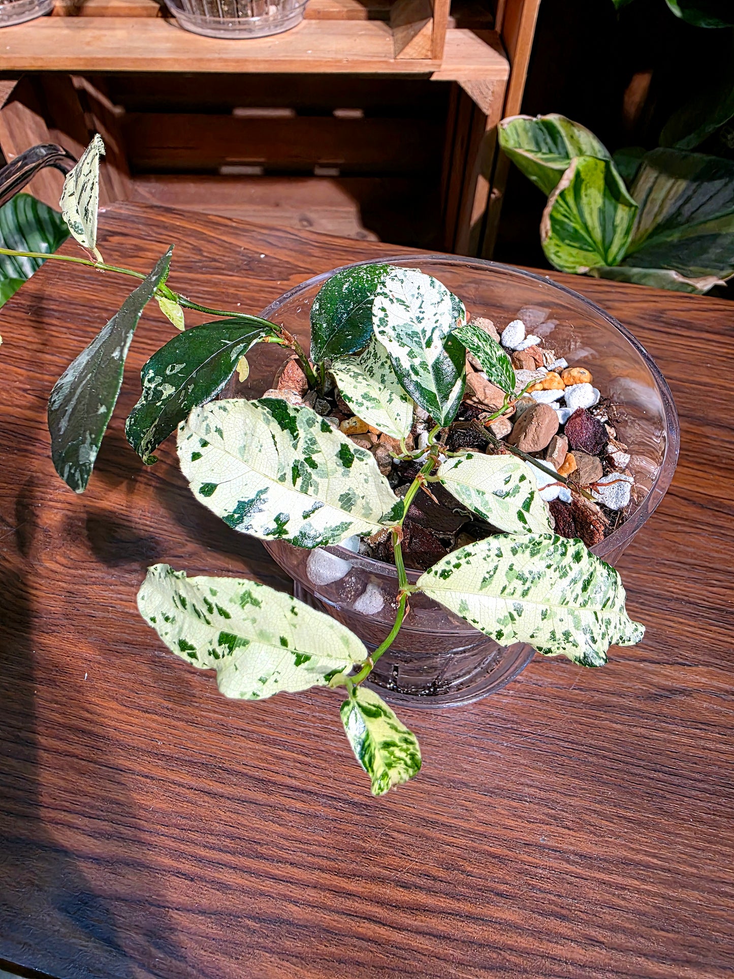 Ficus punctata variegated 馬賽克榕