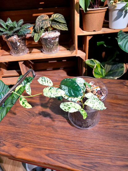 Ficus punctata variegated 馬賽克榕