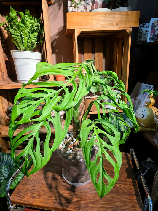 Monstera epipremnoides 巨洞龜背竹