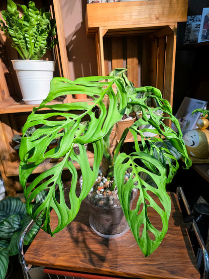 Monstera epipremnoides 巨洞龜背竹