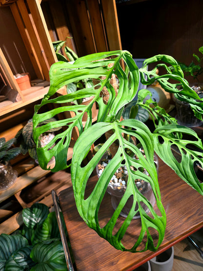 Monstera epipremnoides 巨洞龜背竹