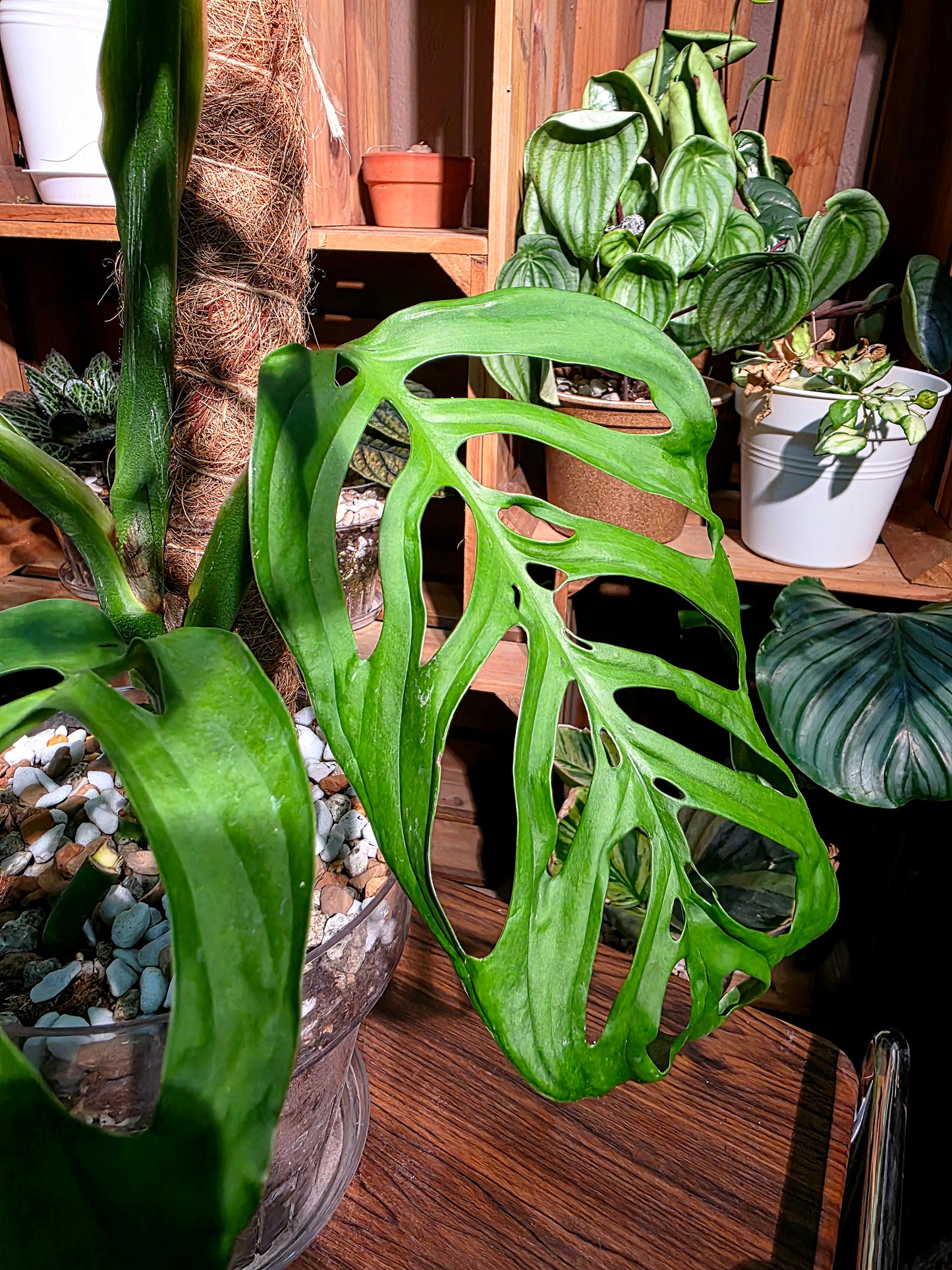 Monstera epipremnoides 巨洞龜背竹