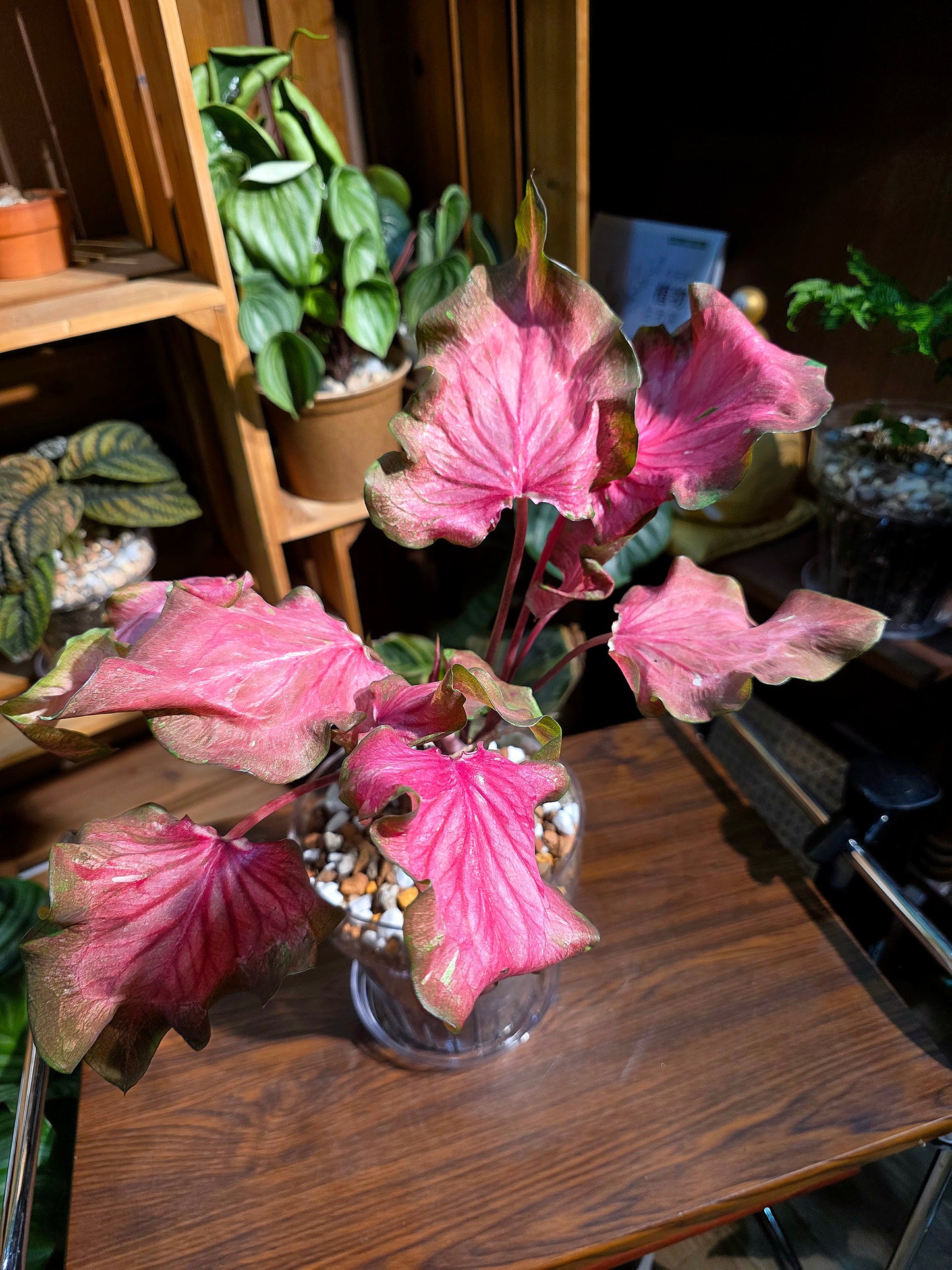 Caladium sp 熔岩彩葉芋