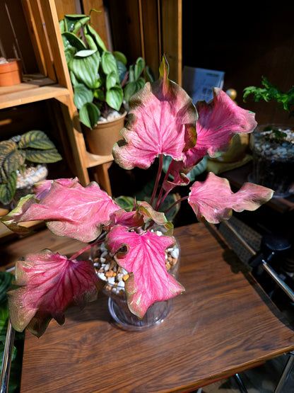 Caladium sp 熔岩彩葉芋