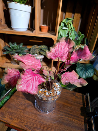 Caladium sp 熔岩彩葉芋