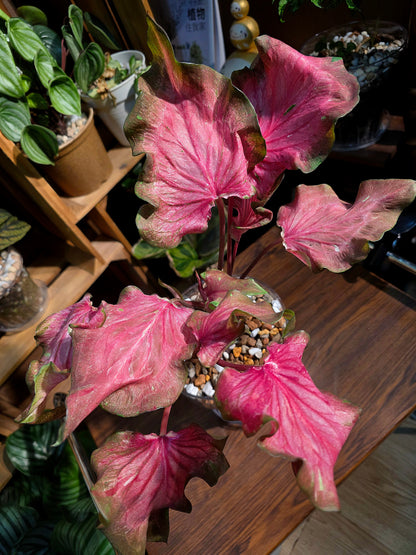 Caladium sp 熔岩彩葉芋