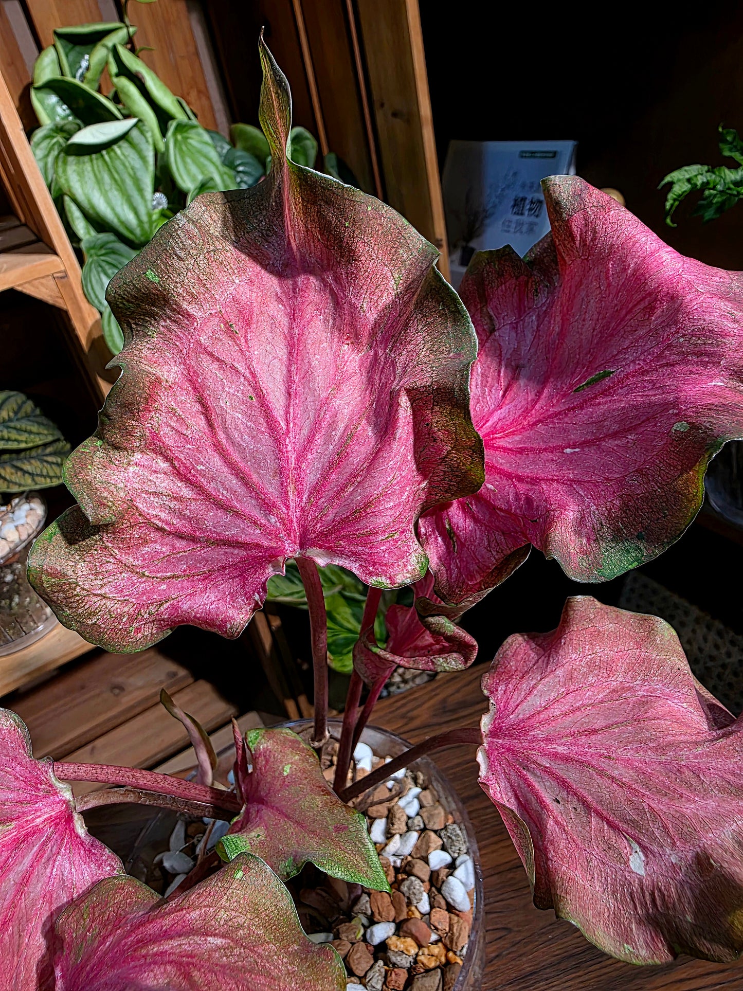 Caladium sp 熔岩彩葉芋