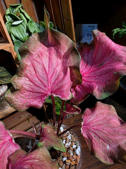 Caladium sp 熔岩彩葉芋