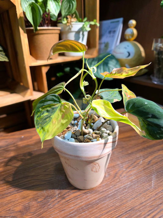 Philodendron melanochrysum variegated 雲母錦蔓綠絨