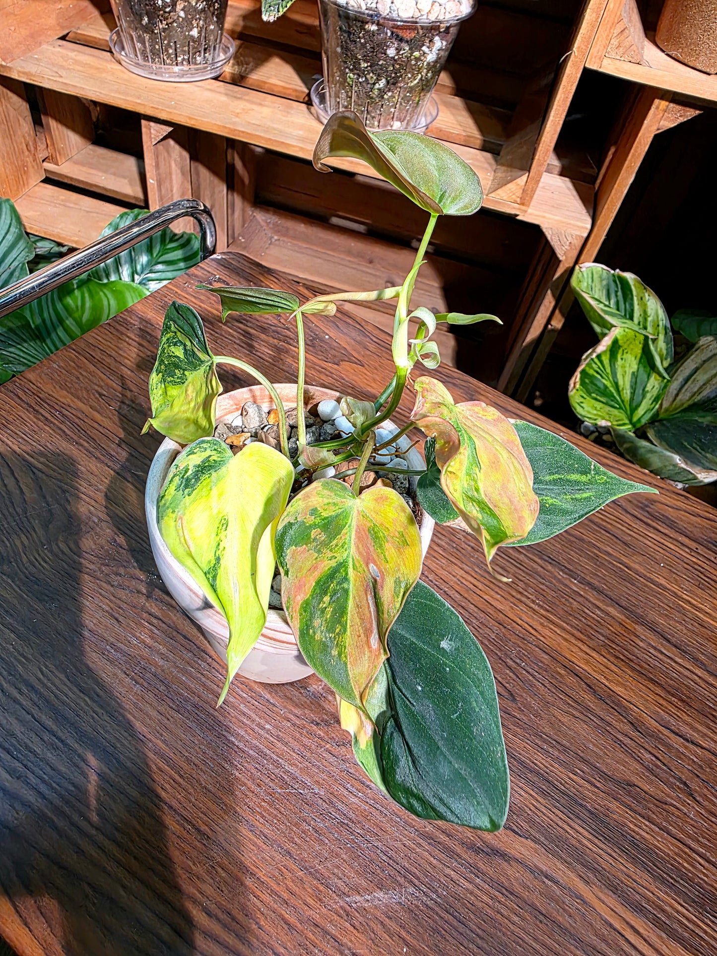 Philodendron melanochrysum variegated 雲母錦蔓綠絨