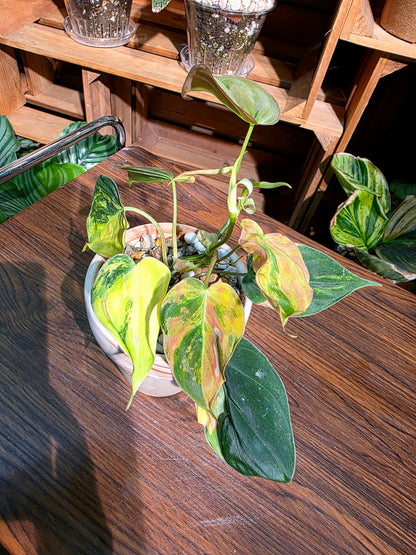Philodendron melanochrysum variegated 雲母錦蔓綠絨