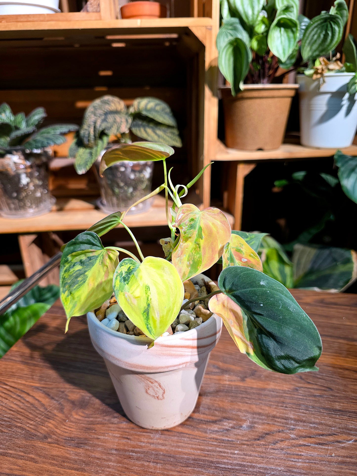 Philodendron melanochrysum variegated 雲母錦蔓綠絨