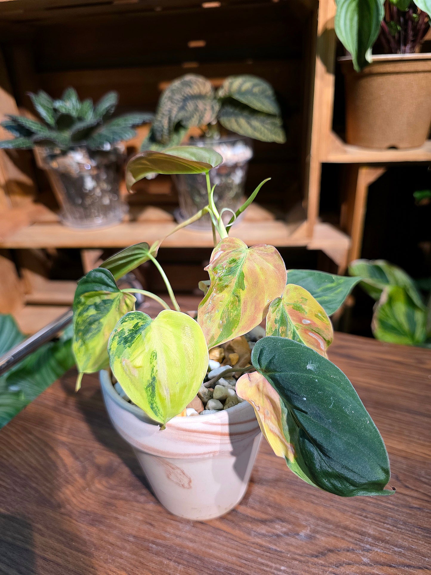 Philodendron melanochrysum variegated 雲母錦蔓綠絨