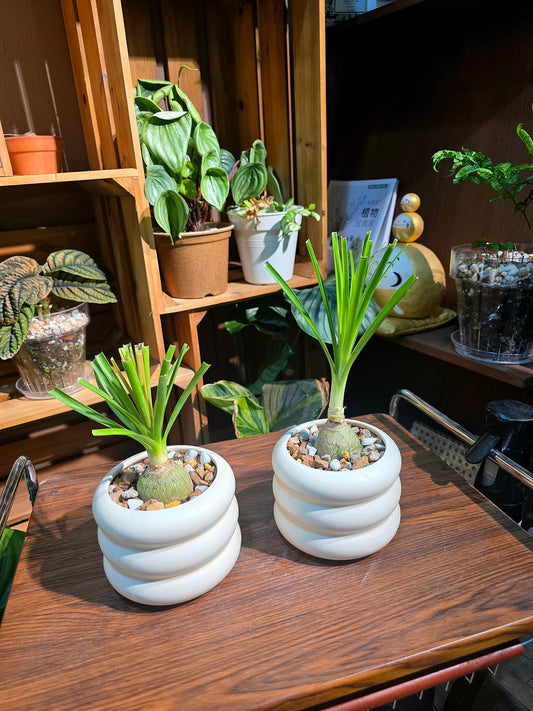 Beaucarnea recurvata 酒瓶蘭