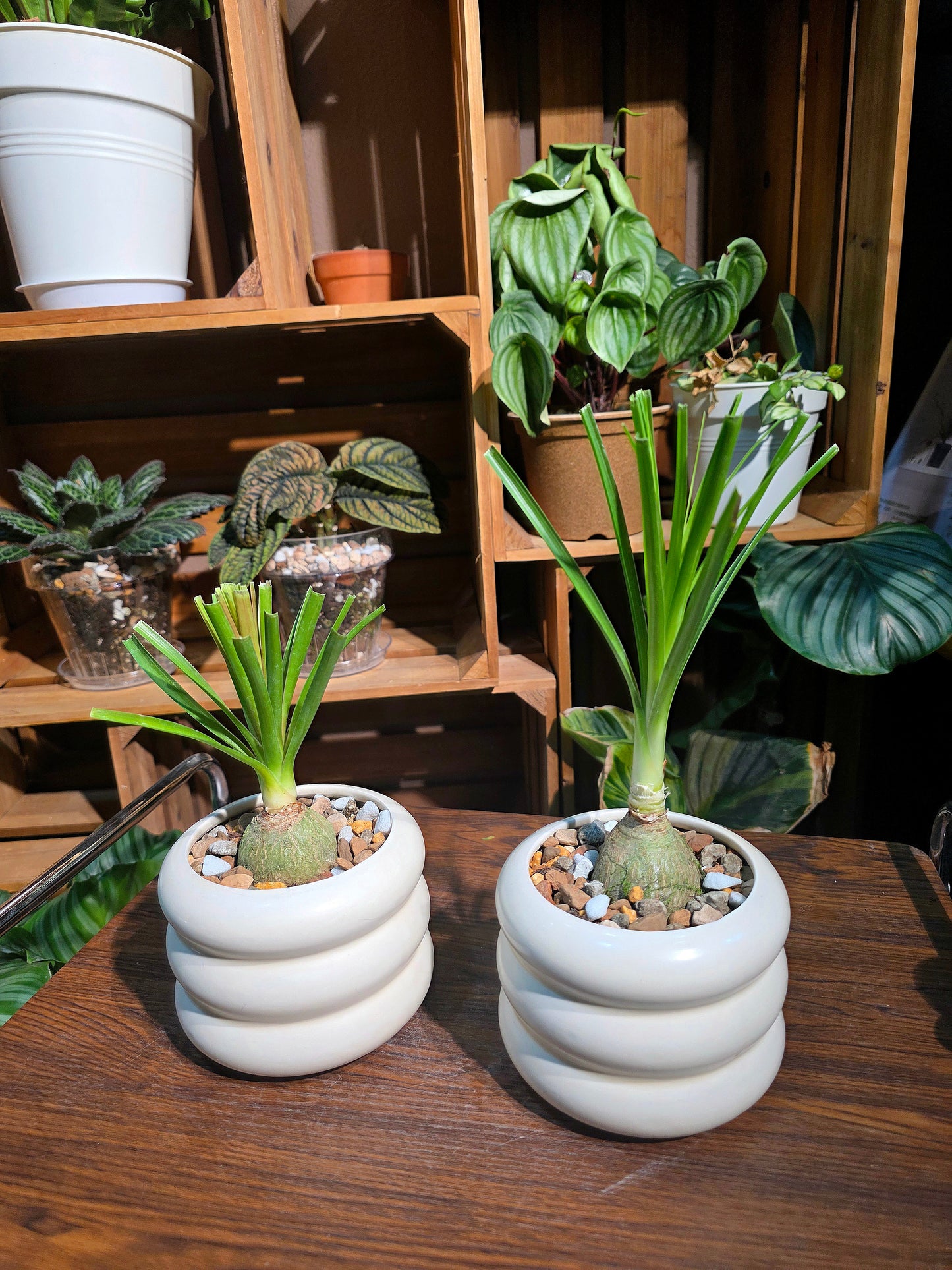 Beaucarnea recurvata 酒瓶蘭