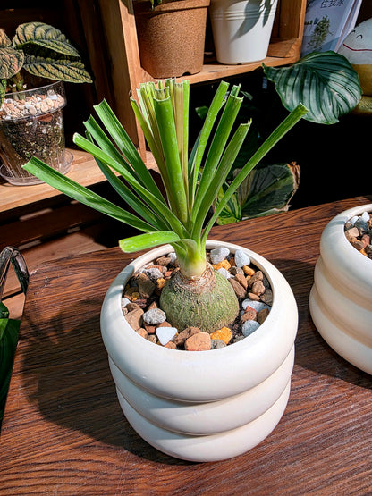 Beaucarnea recurvata 酒瓶蘭