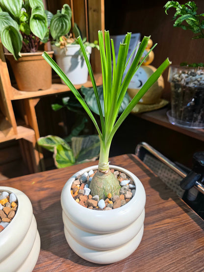 Beaucarnea recurvata 酒瓶蘭