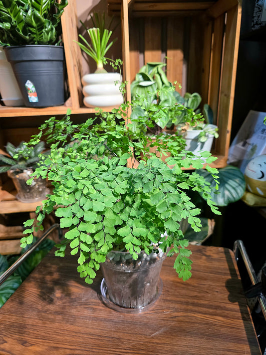 Adiantum niveum 飛雪鐵線蕨
