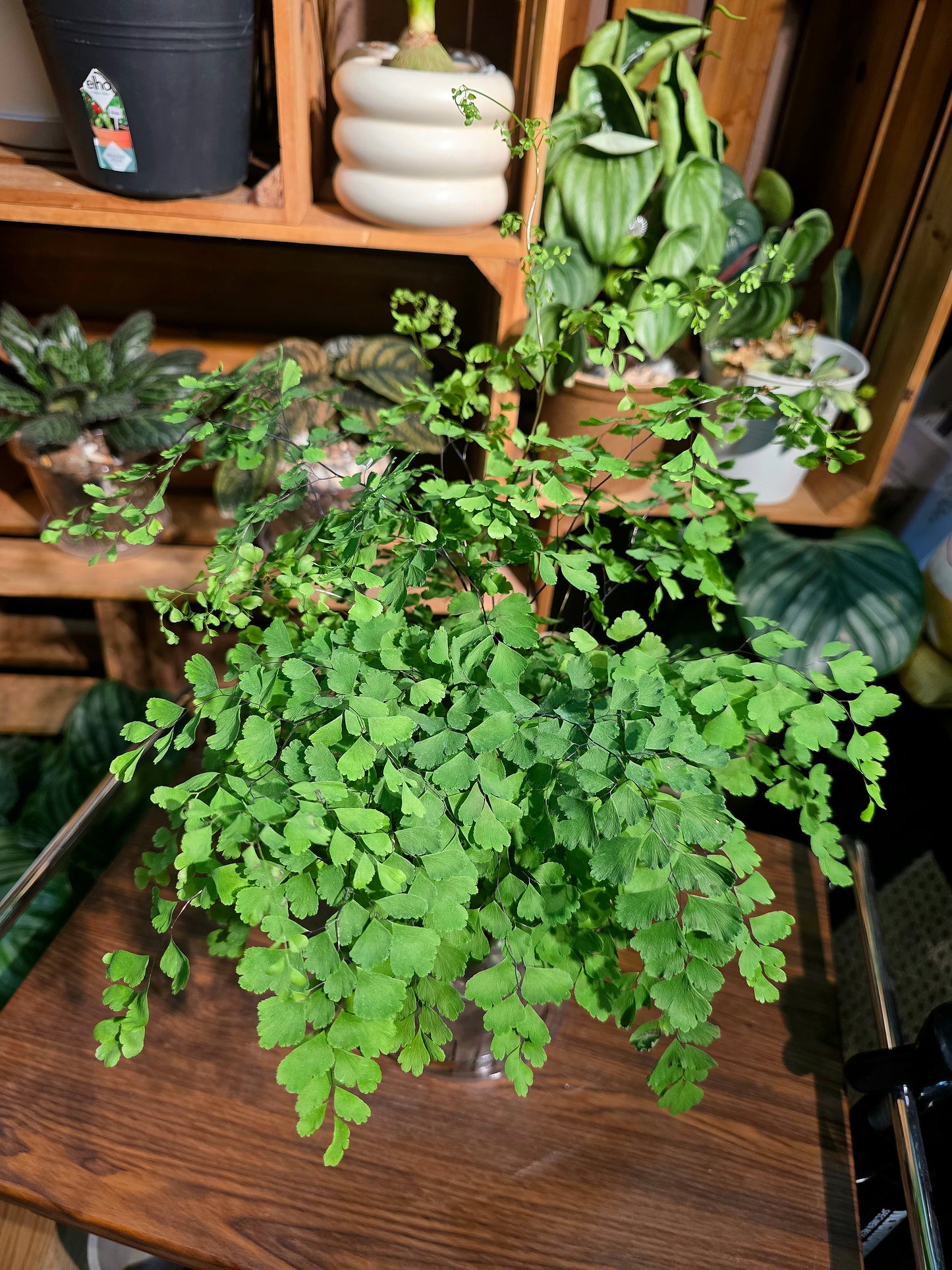 Adiantum niveum 飛雪鐵線蕨