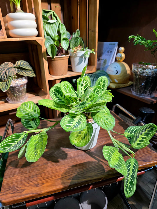 Maranta leuconeura lemon lime 檸檬竹芋