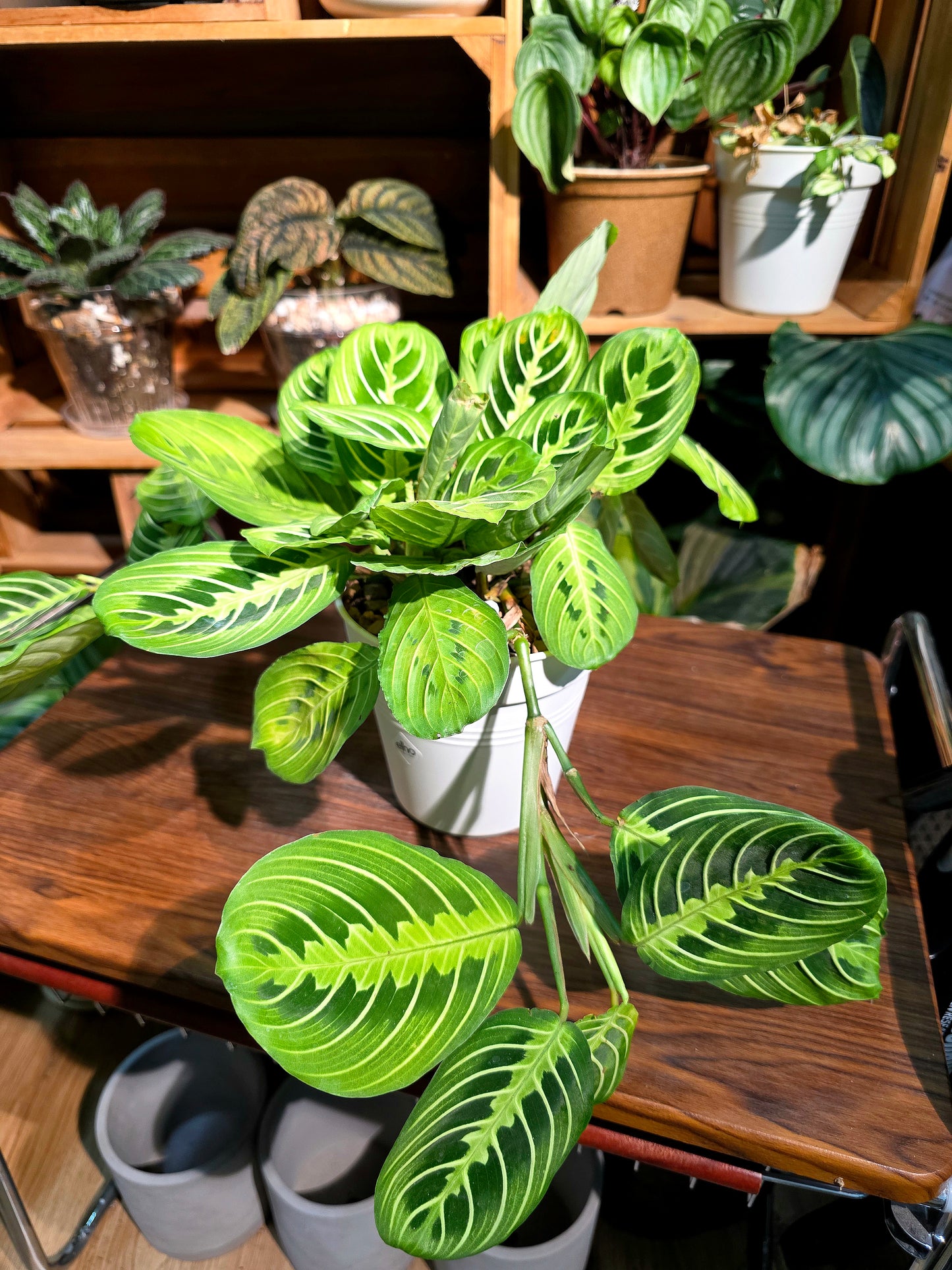 Maranta leuconeura lemon lime 檸檬竹芋