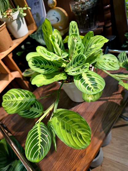 Maranta leuconeura lemon lime 檸檬竹芋