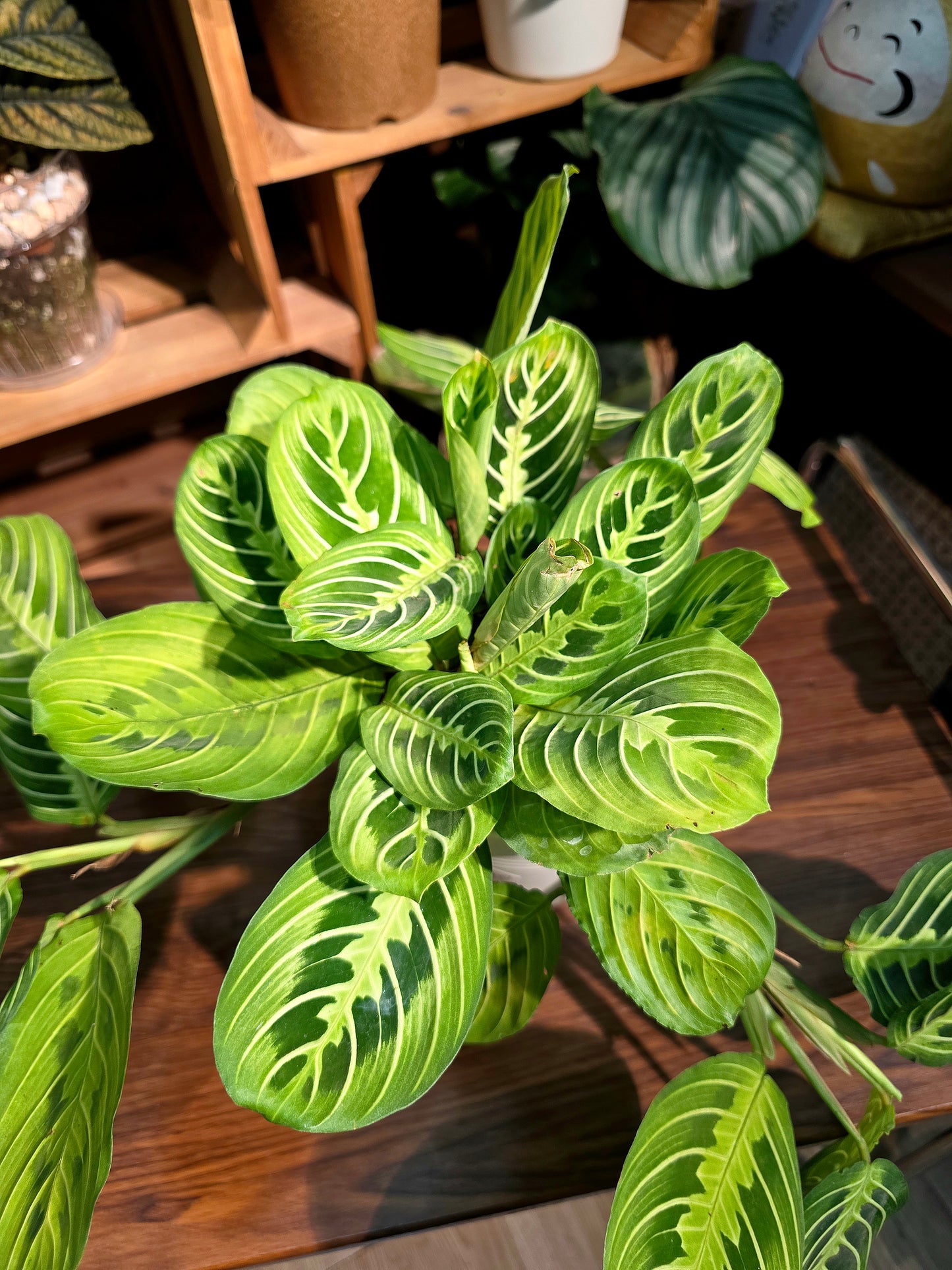 Maranta leuconeura lemon lime 檸檬竹芋