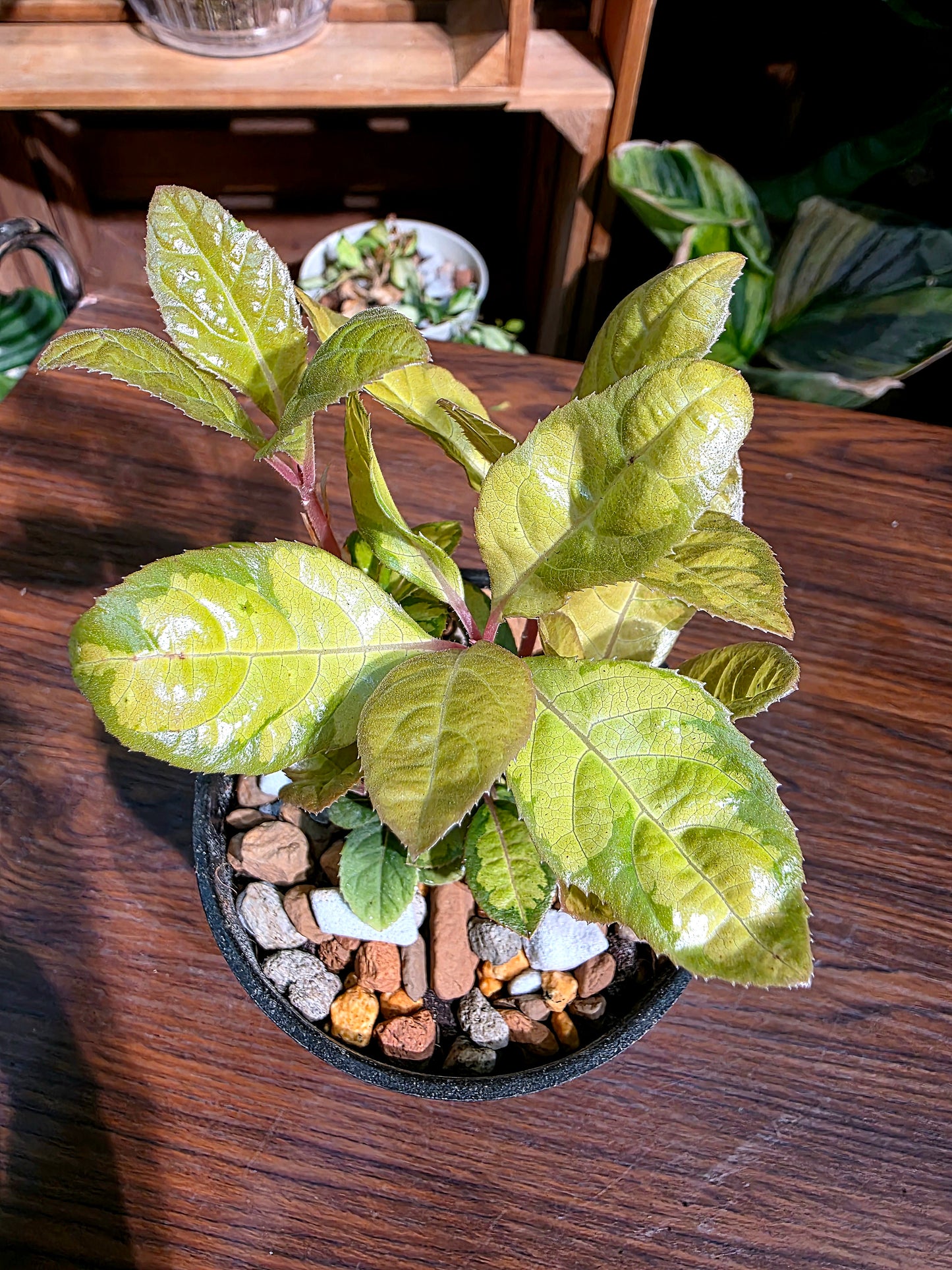 Ardisia golden crown 金色皇冠紫金牛