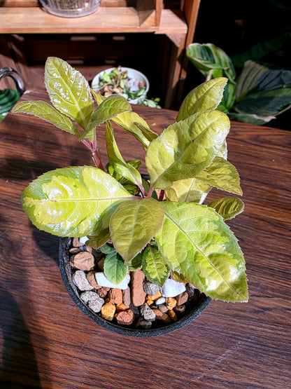 Ardisia golden crown 金色皇冠紫金牛