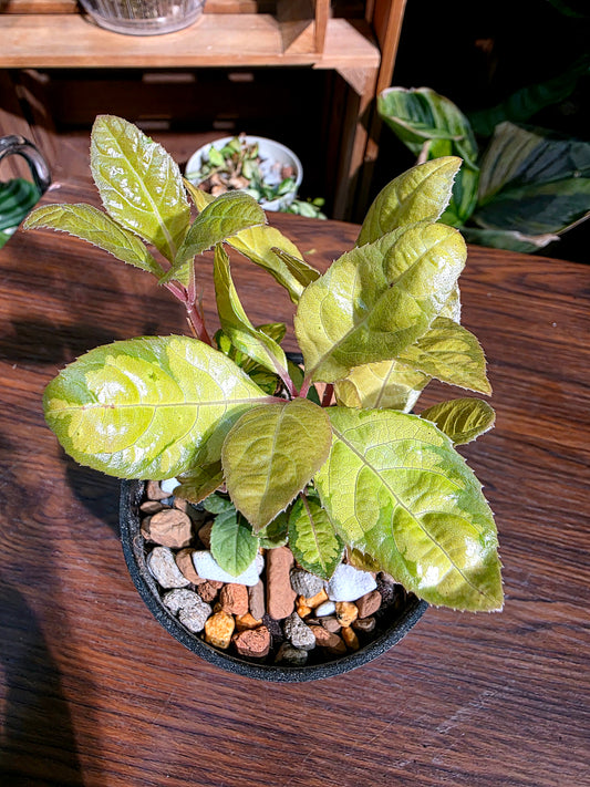Ardisia golden crown 金色皇冠紫金牛