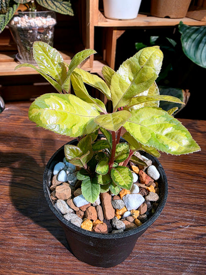 Ardisia golden crown 金色皇冠紫金牛
