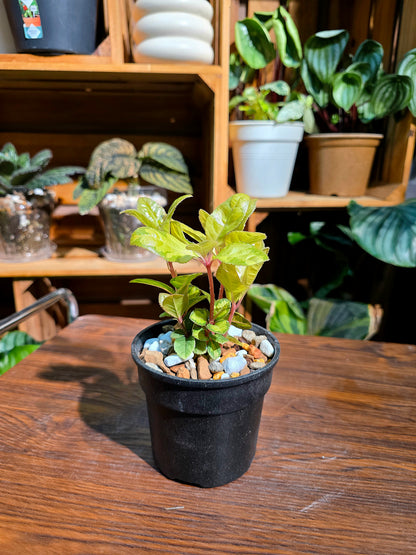 Ardisia golden crown 金色皇冠紫金牛