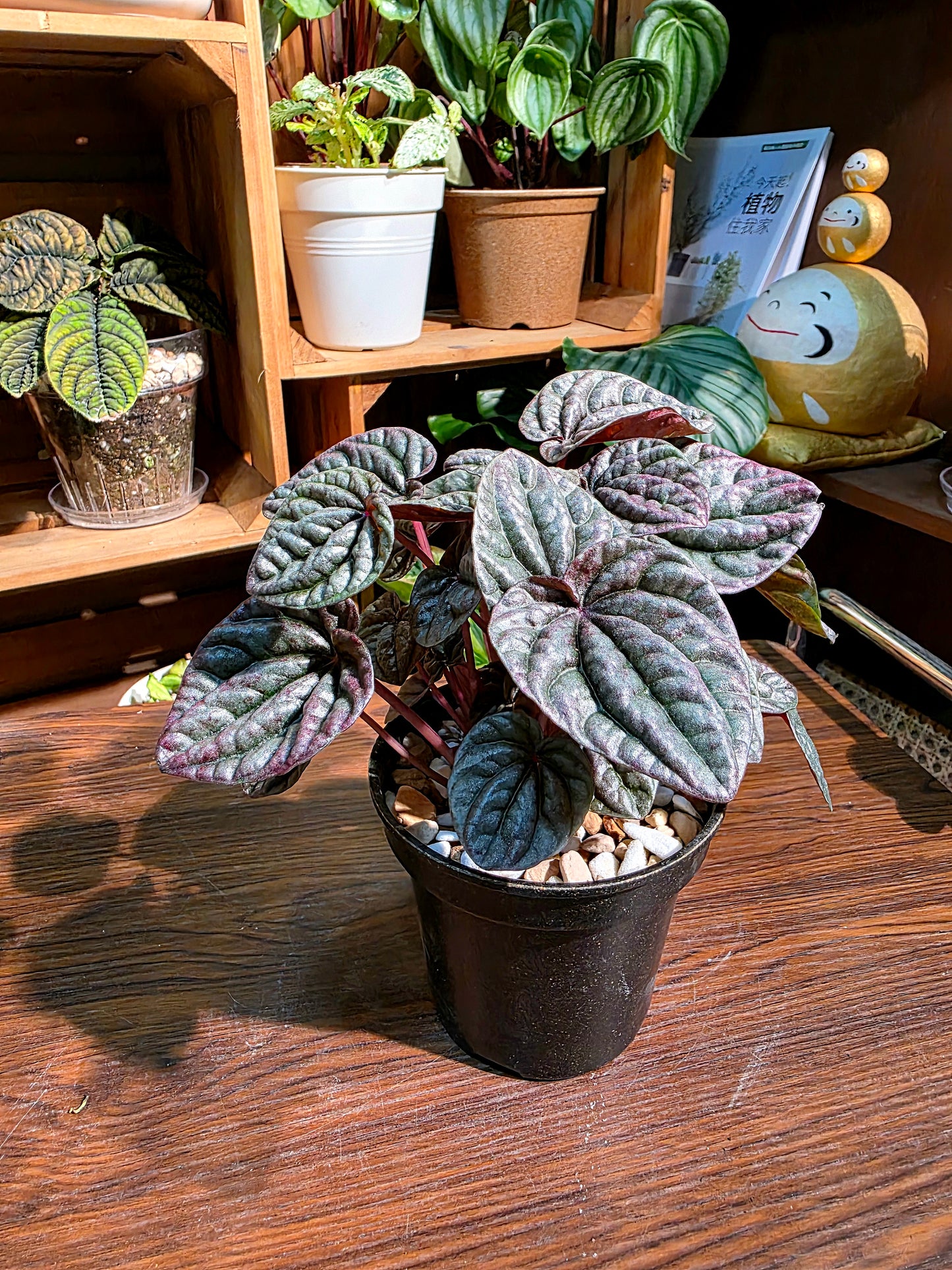 Pereromia schumi red 紅寶石椒草