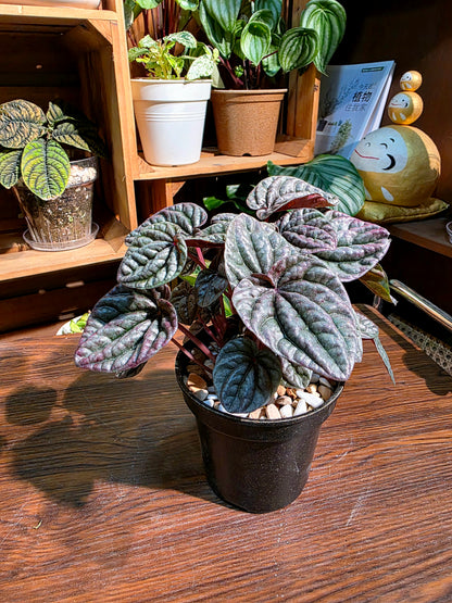 Pereromia schumi red 紅寶石椒草