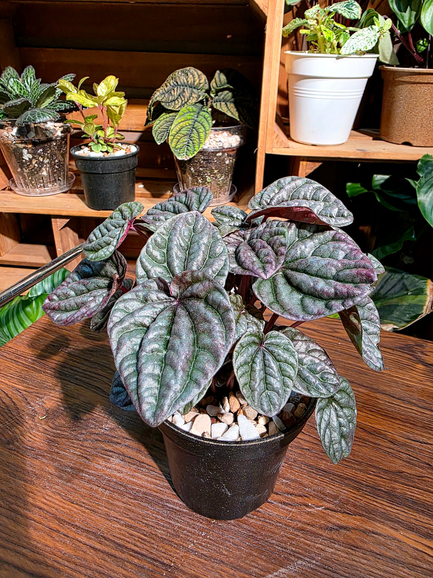Pereromia schumi red 紅寶石椒草