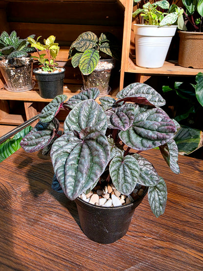 Pereromia schumi red 紅寶石椒草
