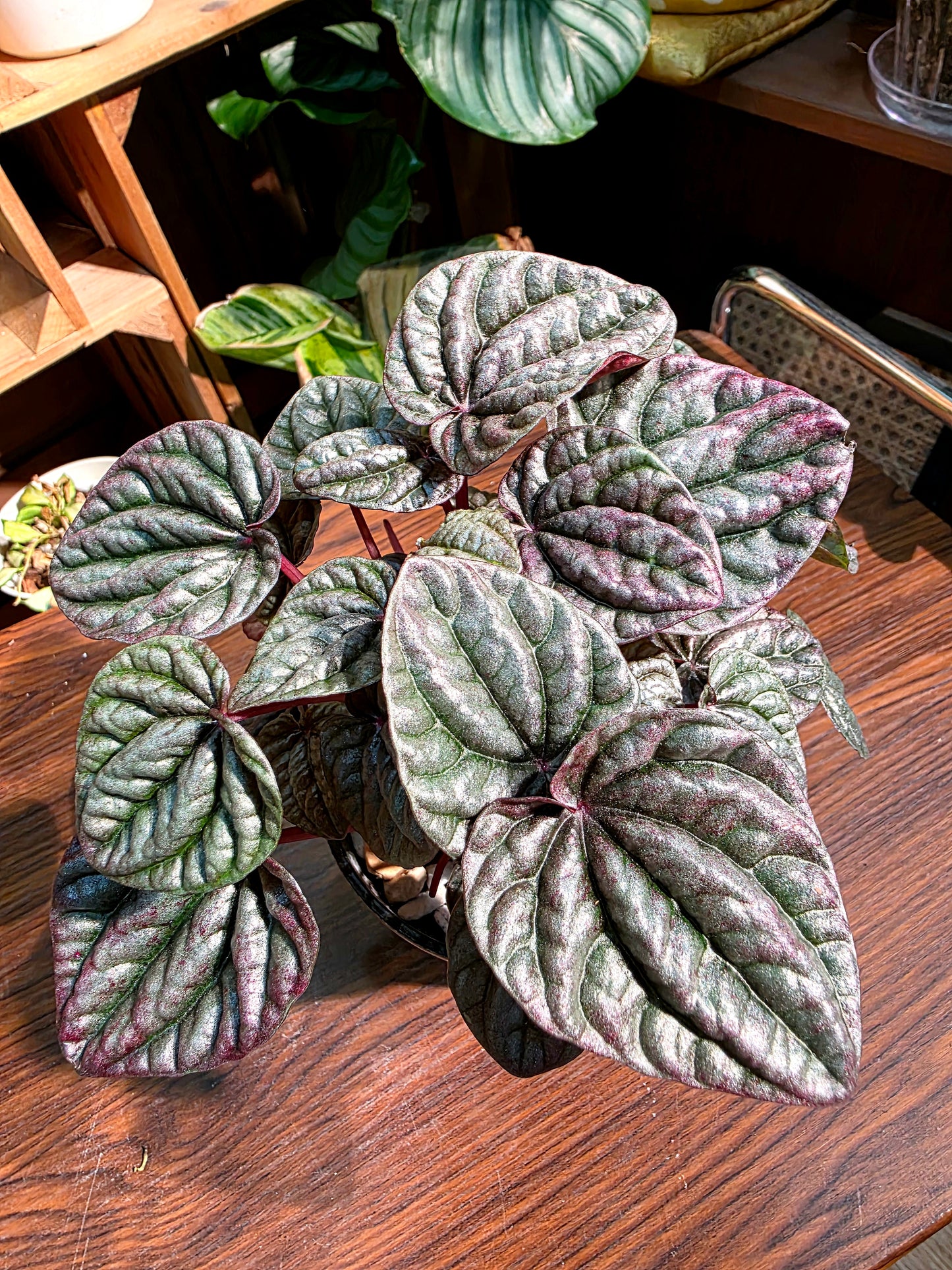 Pereromia schumi red 紅寶石椒草