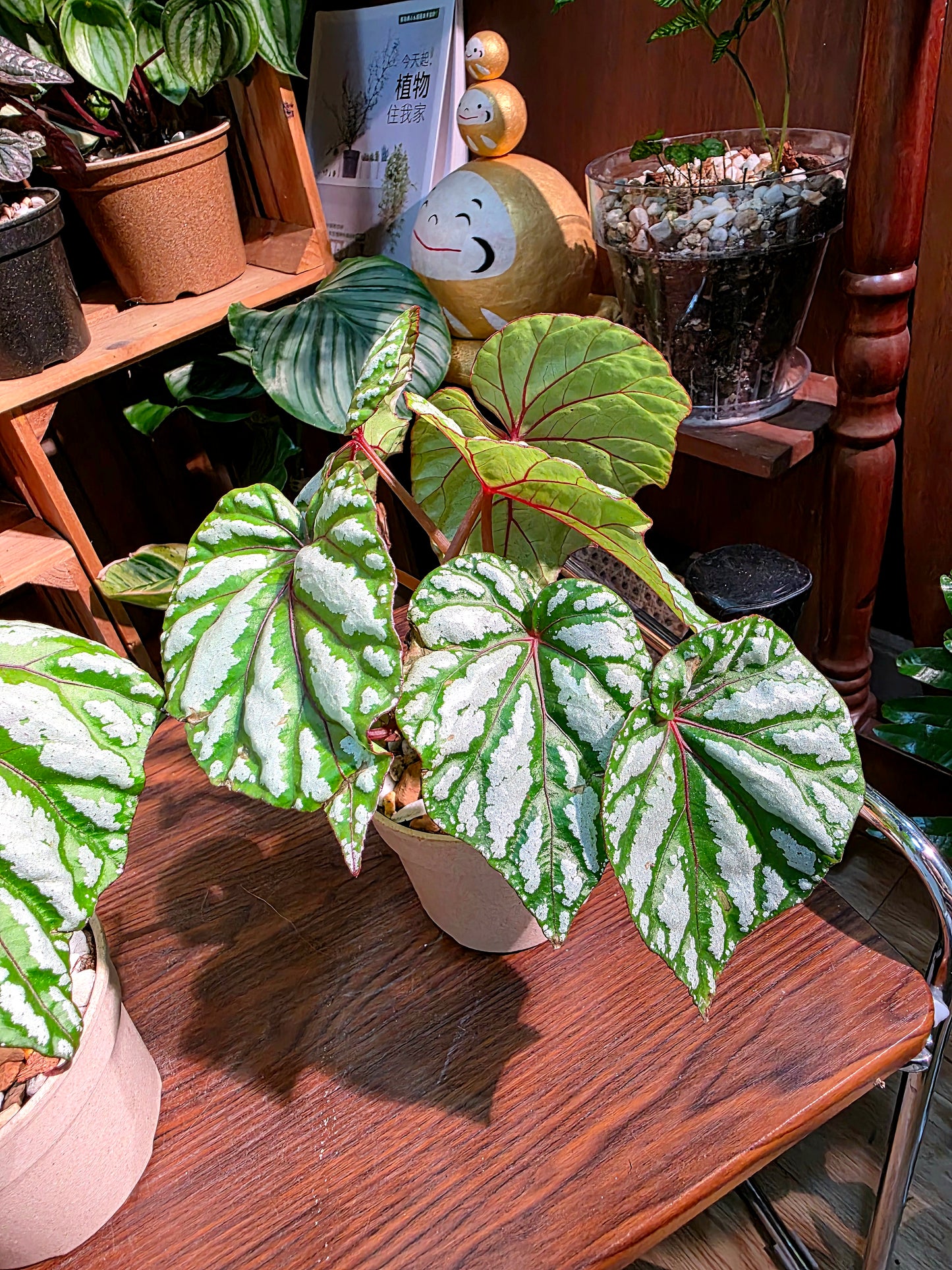 Begonia black dance 熱舞女秋海棠