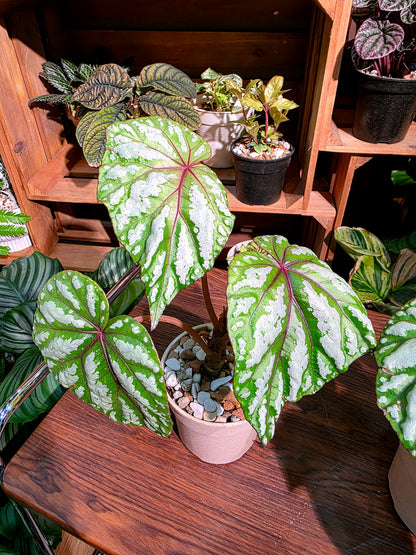 Begonia black dance 熱舞女秋海棠