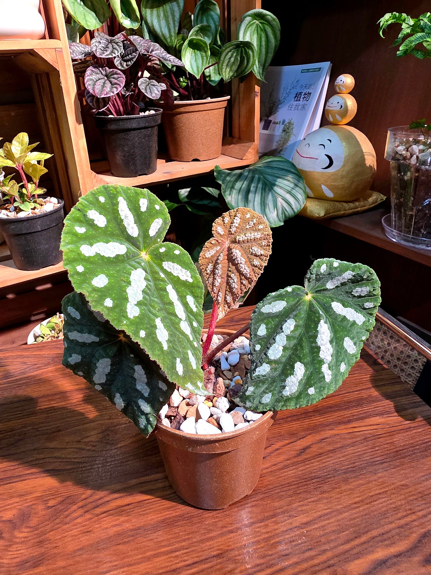 Begonia filiformis irmsch 絲型秋海棠