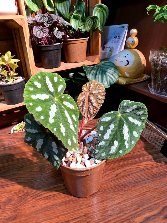 Begonia filiformis irmsch 絲型秋海棠