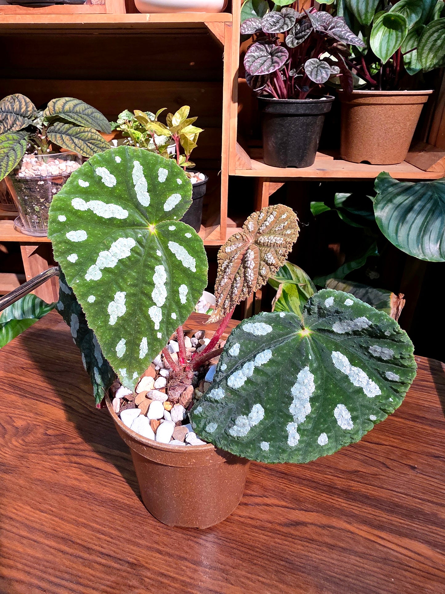 Begonia filiformis irmsch 絲型秋海棠