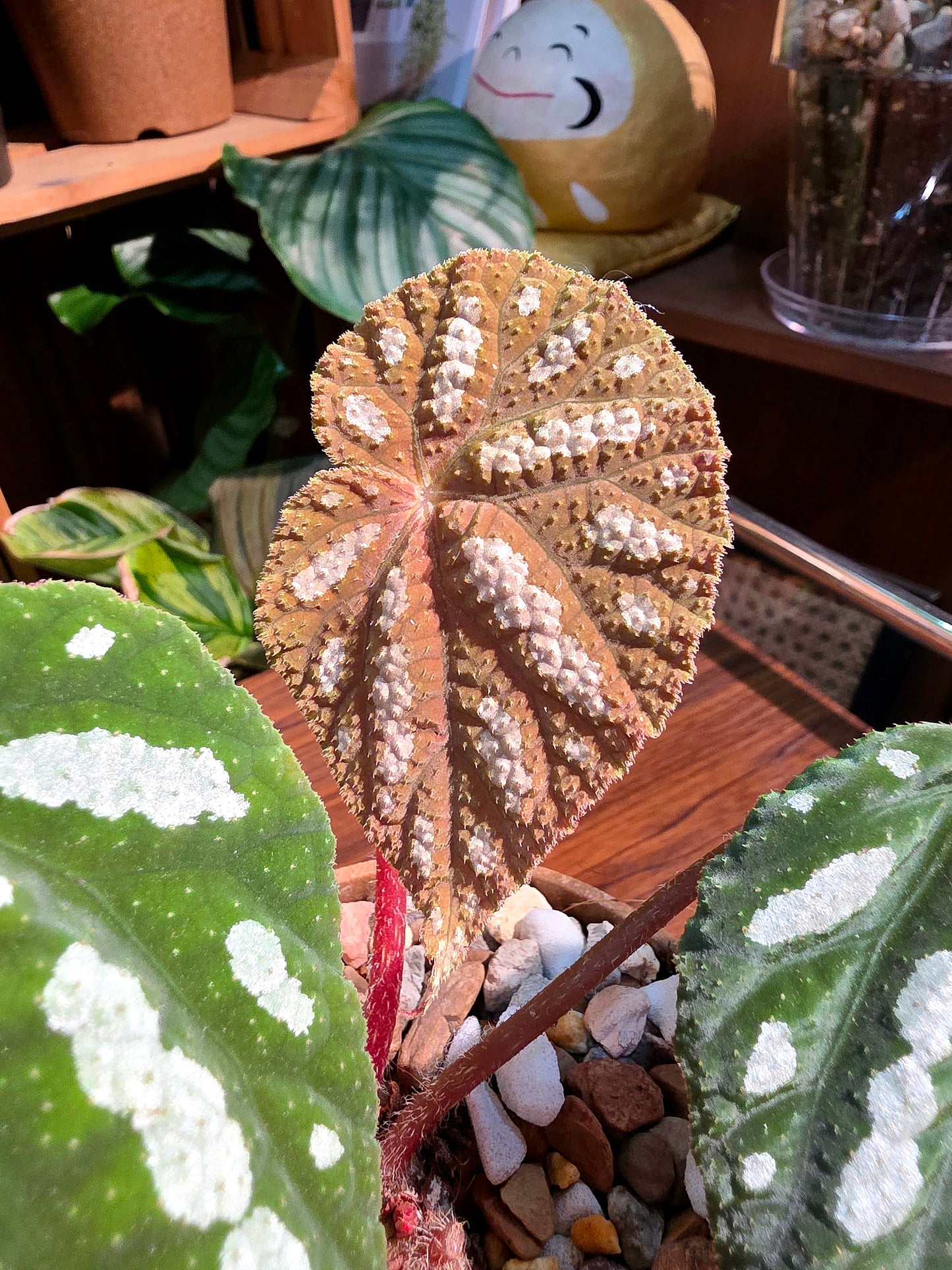 Begonia filiformis irmsch 絲型秋海棠