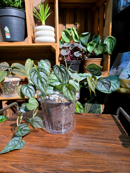 Philodendron brandtianum 白蘭地蔓綠絨