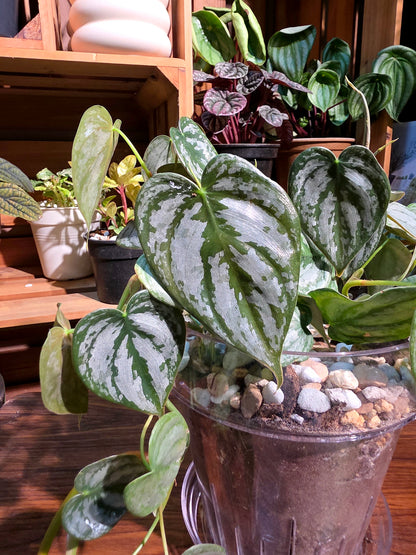 Philodendron brandtianum 白蘭地蔓綠絨