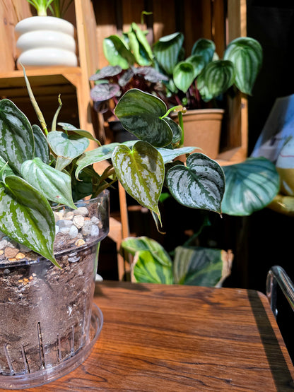Philodendron brandtianum 白蘭地蔓綠絨