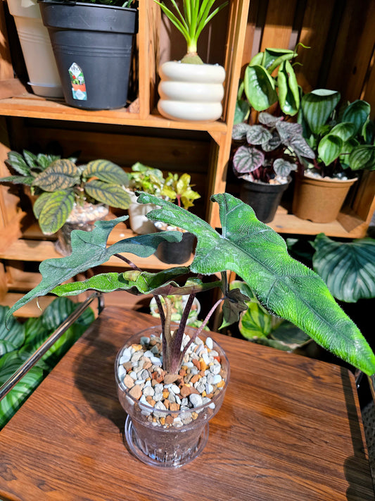 Alocasia jacklyn 傑克林海芋